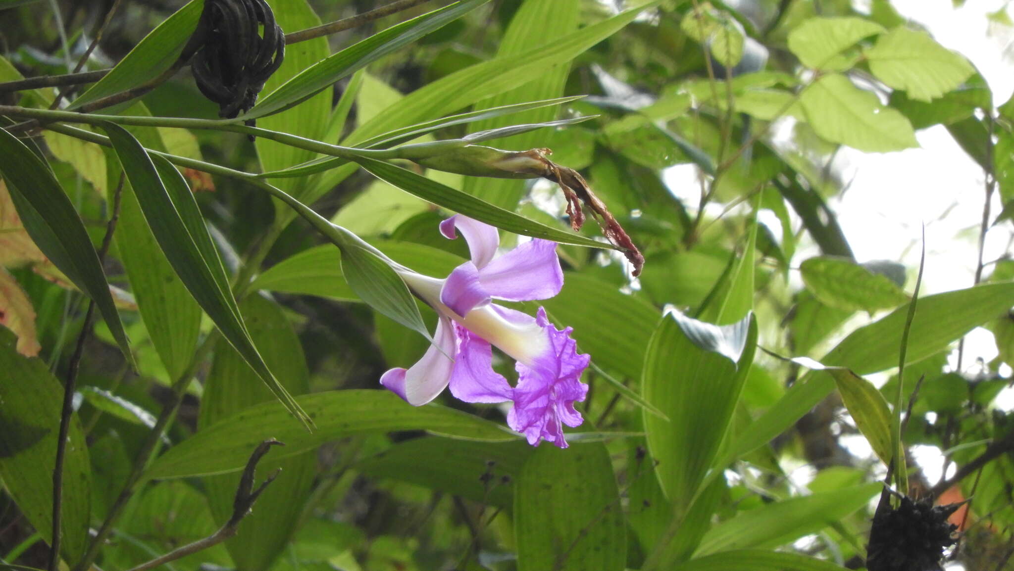 Imagem de Sobralia macrantha Lindl.