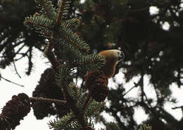 Image of Przevalski's Nuthatch