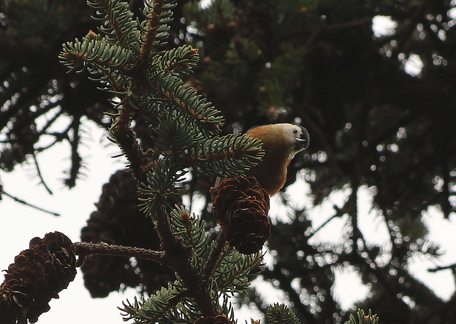 Image of Przevalski's Nuthatch