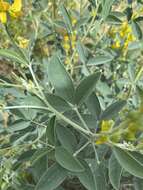 Image de Crotalaria argyraea Baker