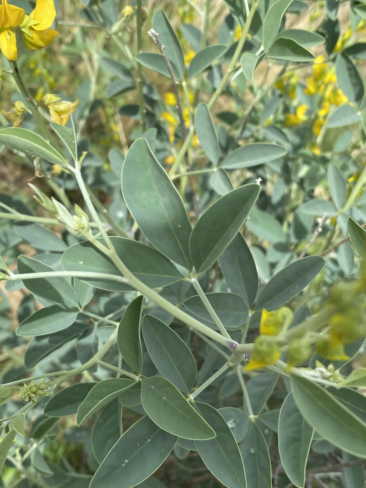 Image de Crotalaria argyraea Baker