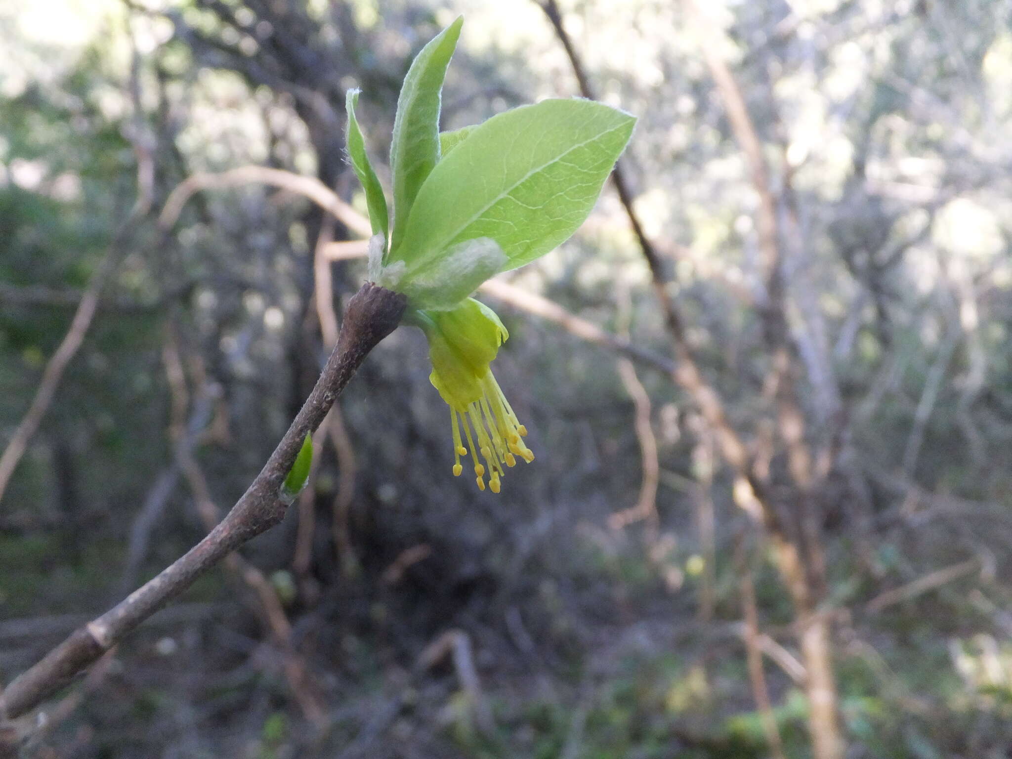 Sivun Dirca occidentalis A. Gray kuva