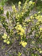 Acacia littorea Maslin的圖片