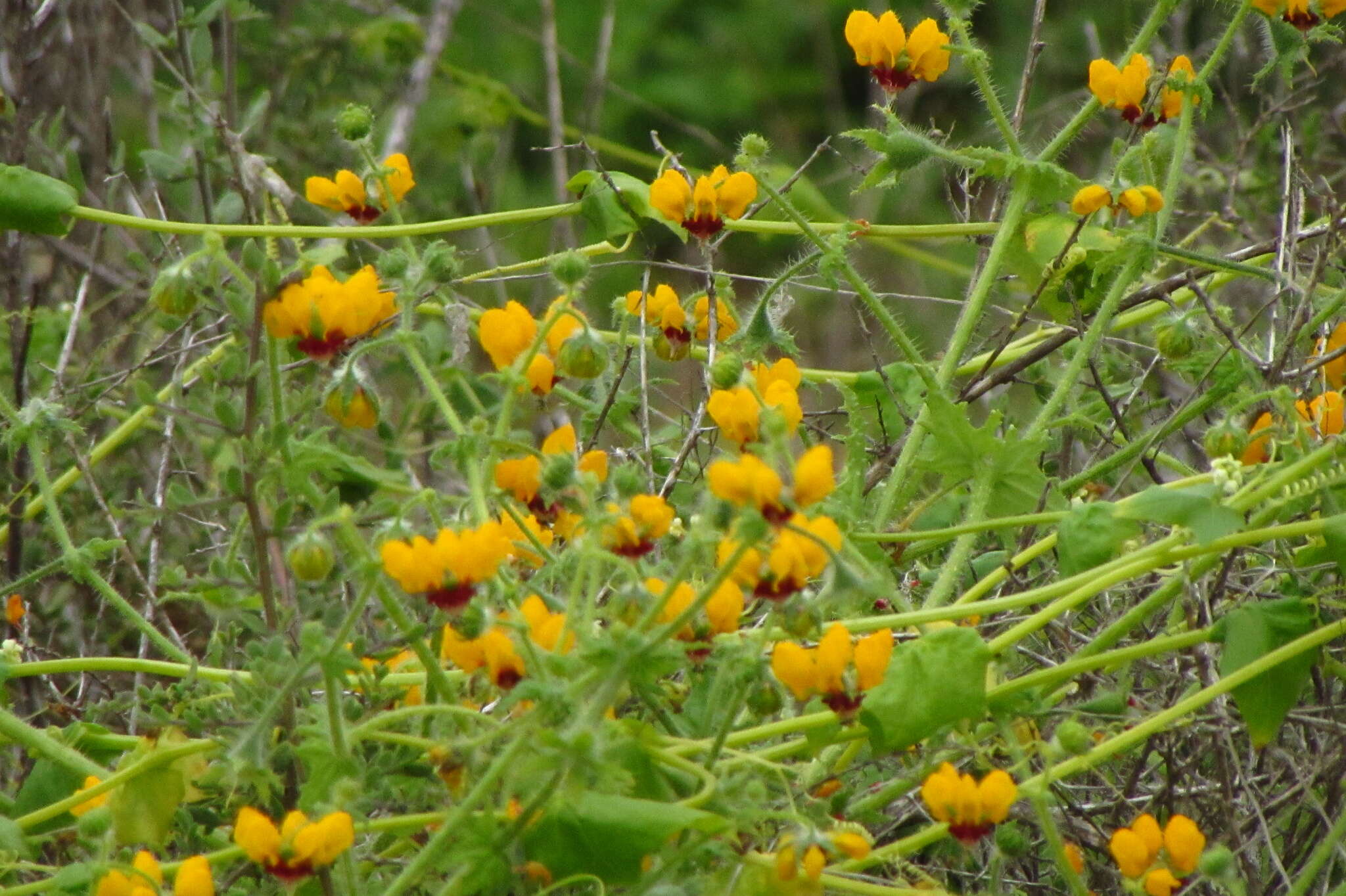 Image of Loasa tricolor Weinm.