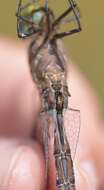 Image of Variable Darner