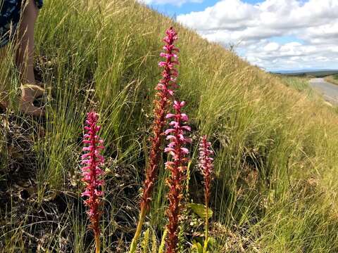 Image of Satyrium macrophyllum Lindl.