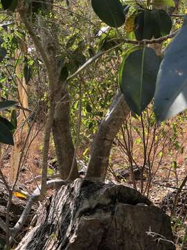 Image of Port Jackson fig