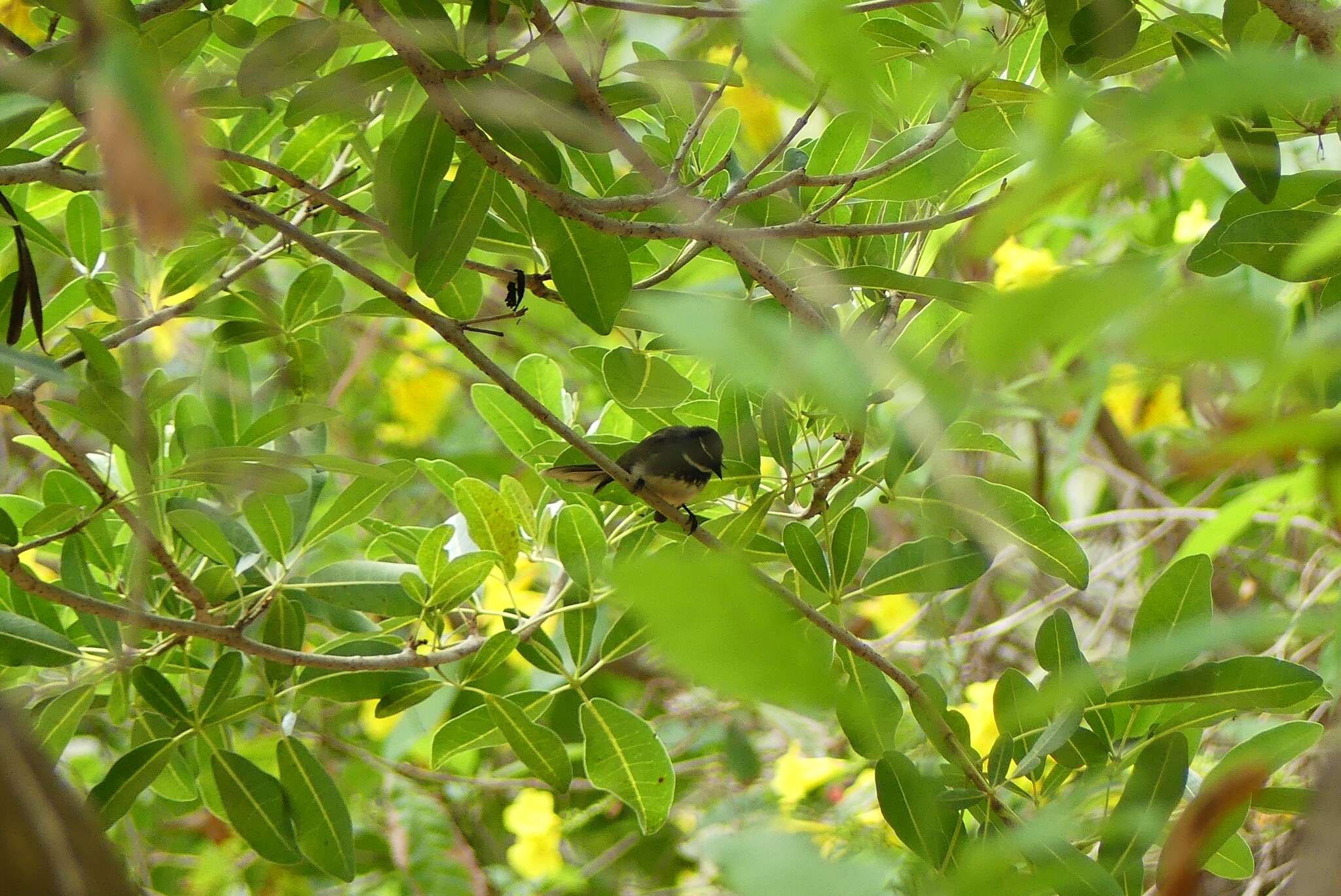 Image of White-spotted Fantail