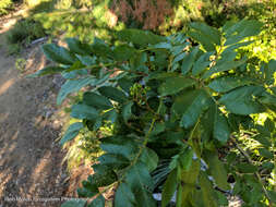 Image of Cascade mountain ash