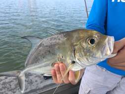 Image of Bluespotted trevally