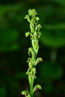 Image of Platanthera taiwanensis (S. S. Ying) S. C. Chen, S. W. Gale & P. J. Cribb