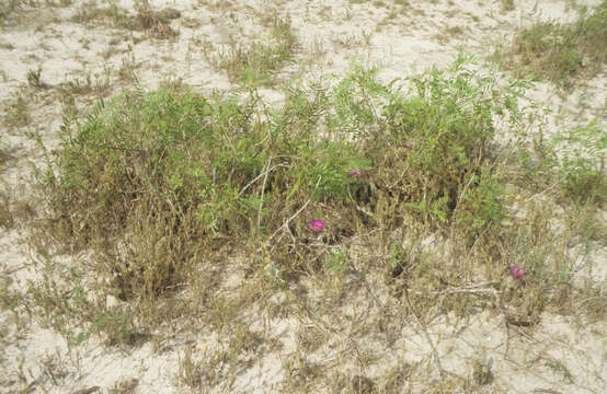 Image of Echinocereus fitchii subsp. albertii