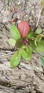 Image of Brassica souliei subsp. amplexicaulis (Desf.) Greuter & Burdet