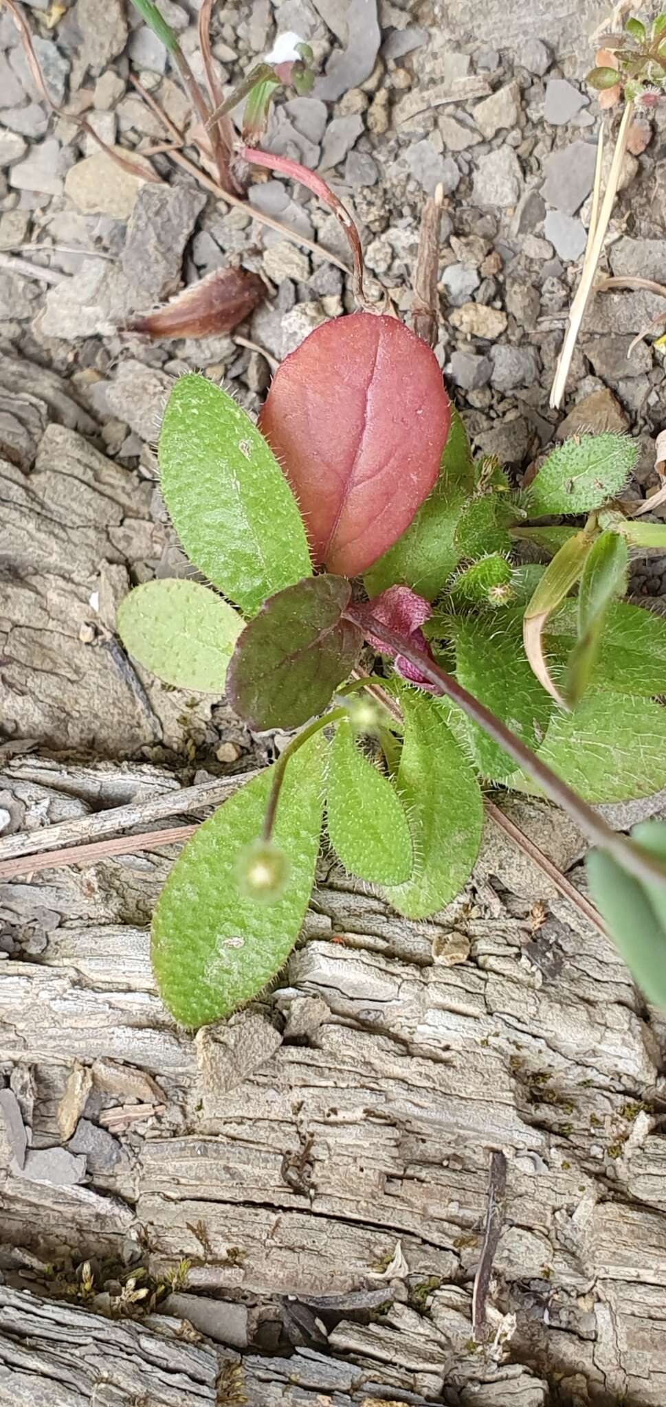 Plancia ëd Brassica souliei subsp. amplexicaulis (Desf.) Greuter & Burdet