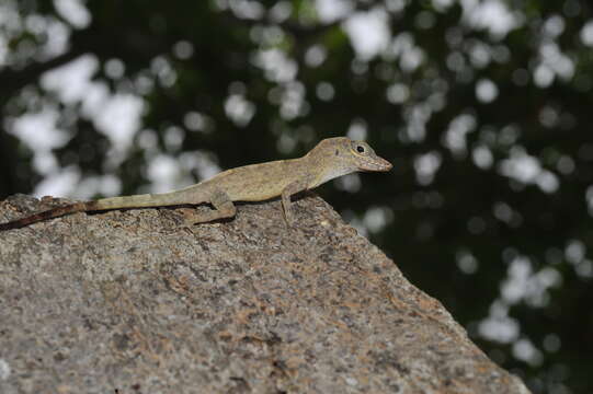 Image of Guantanamo  Anole