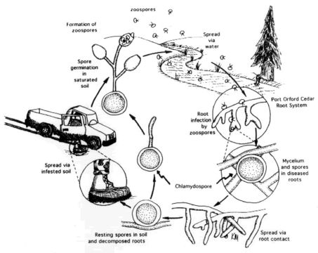 Image of Forest pathogen