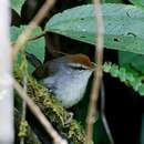 Image of Fiji Bush Warbler