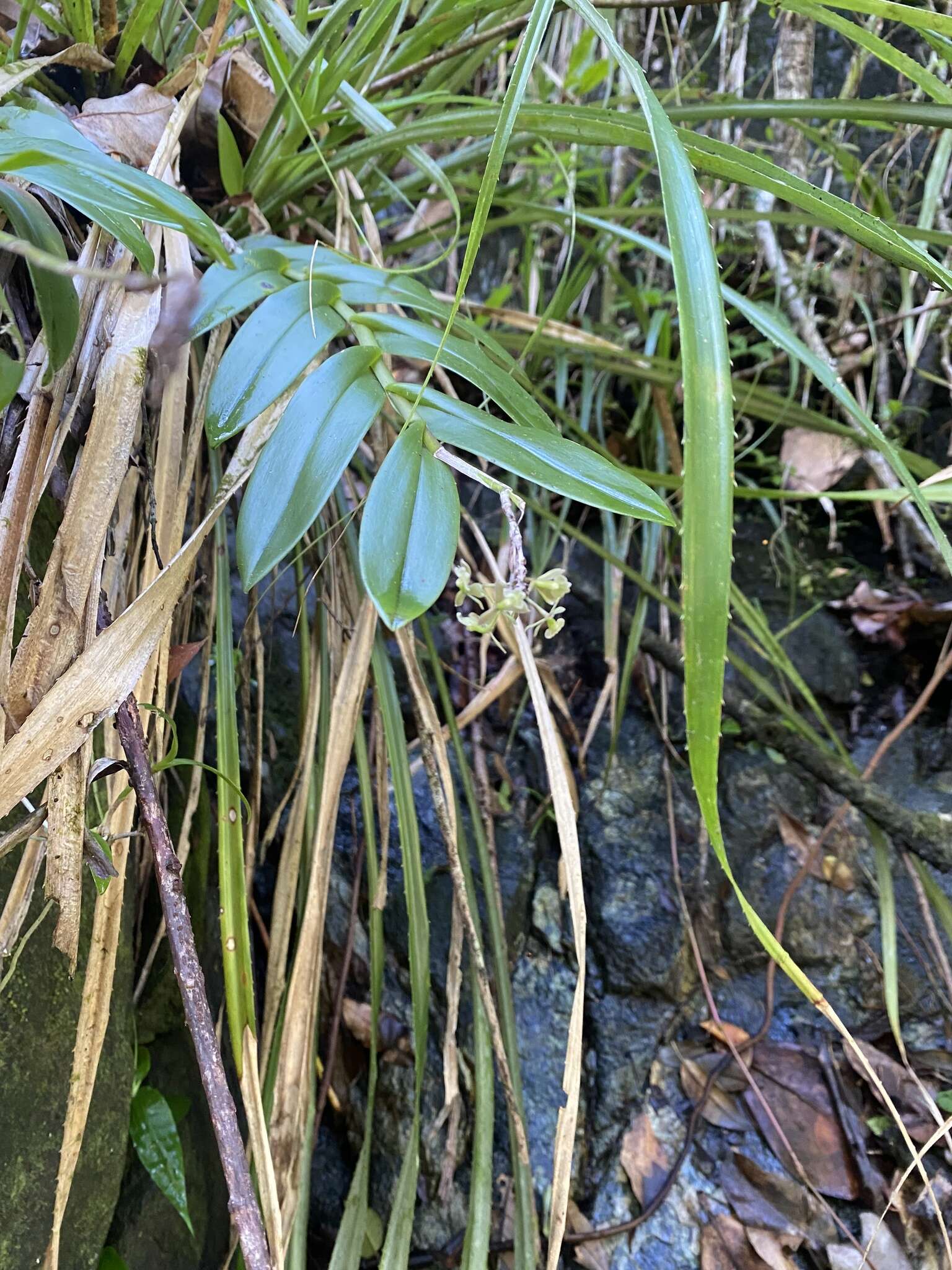 Imagem de Epidendrum anceps Jacq.