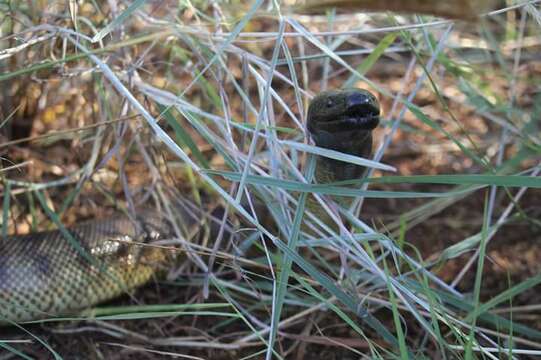 Image of Black-headed Python