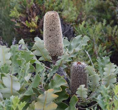 Image of Banksia solandri R. Br.