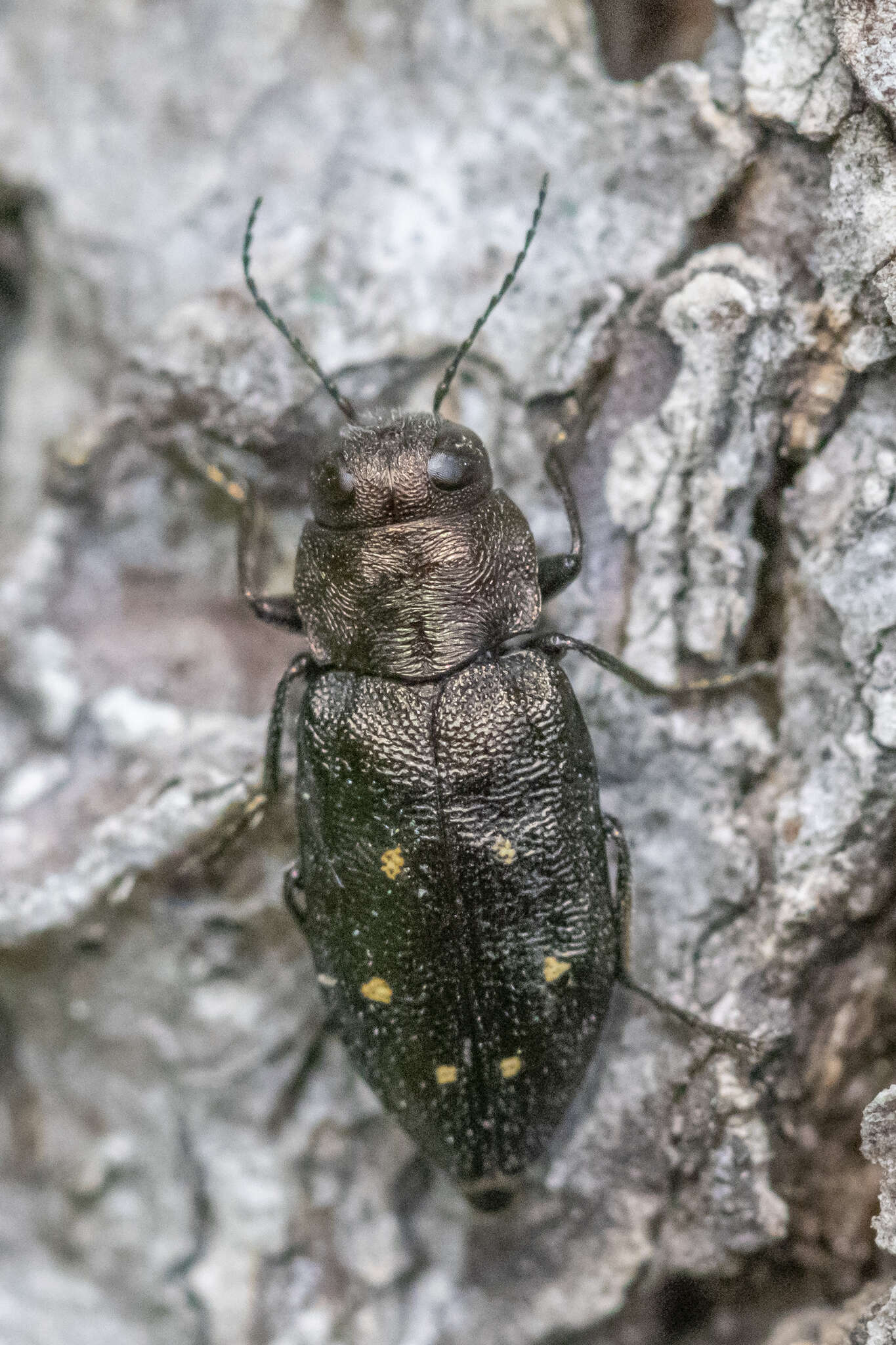 Imagem de Phaenops fulvoguttata (Harris 1830)