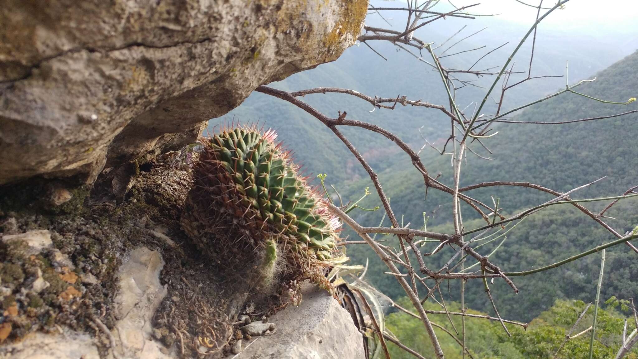 Image of Mammillaria roseoalba Boed.