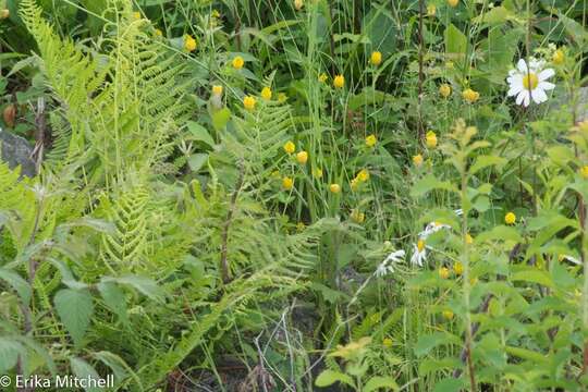 Plancia ëd Trifolium aureum Pollich