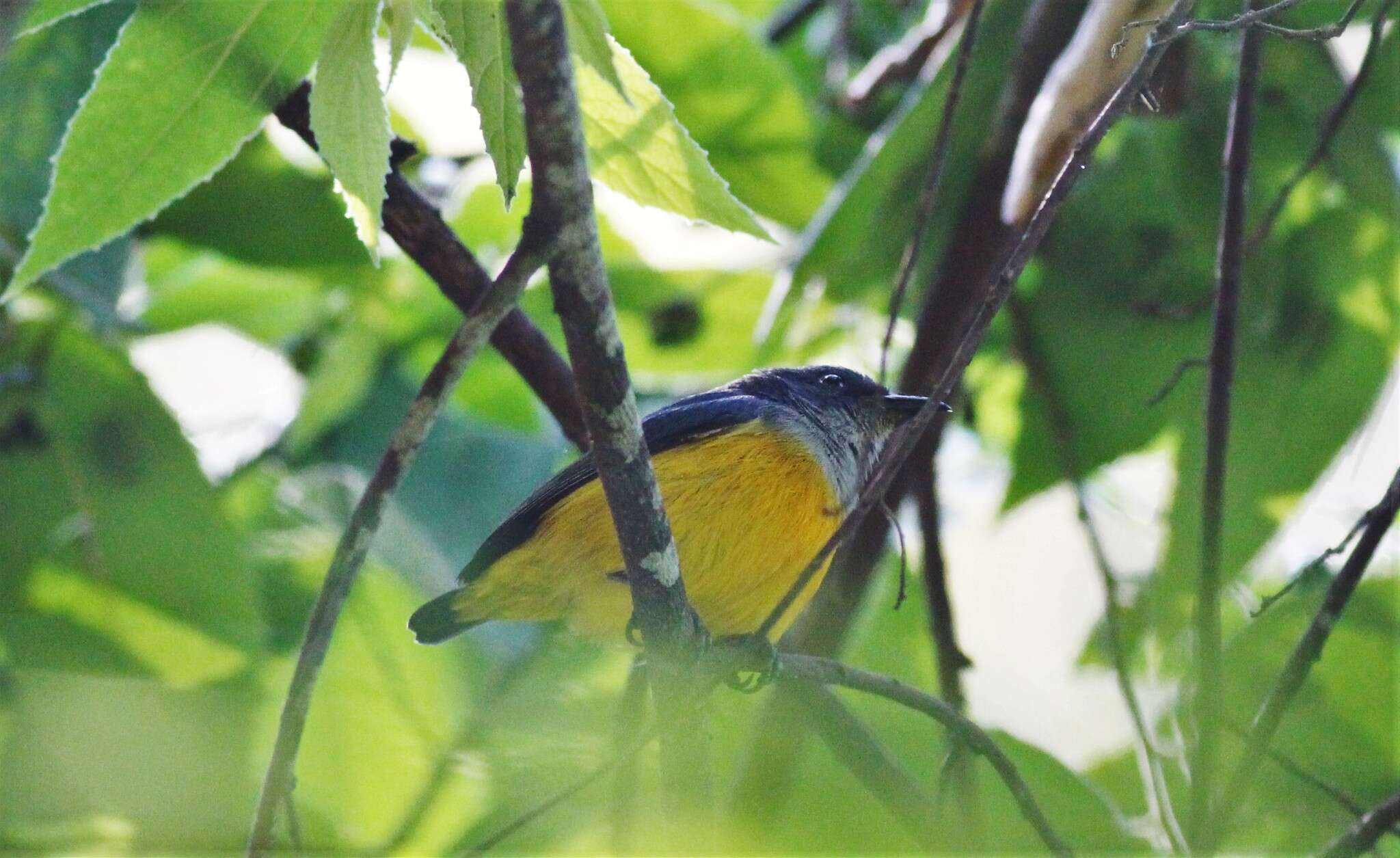 Image of Orange-bellied Flowerpecker