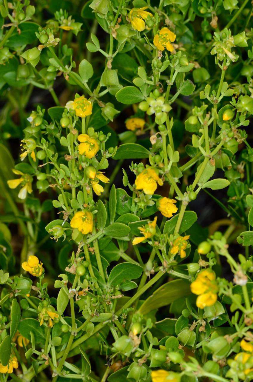 Image of Roepera apiculata (F. Müll.) Beier & Thulin