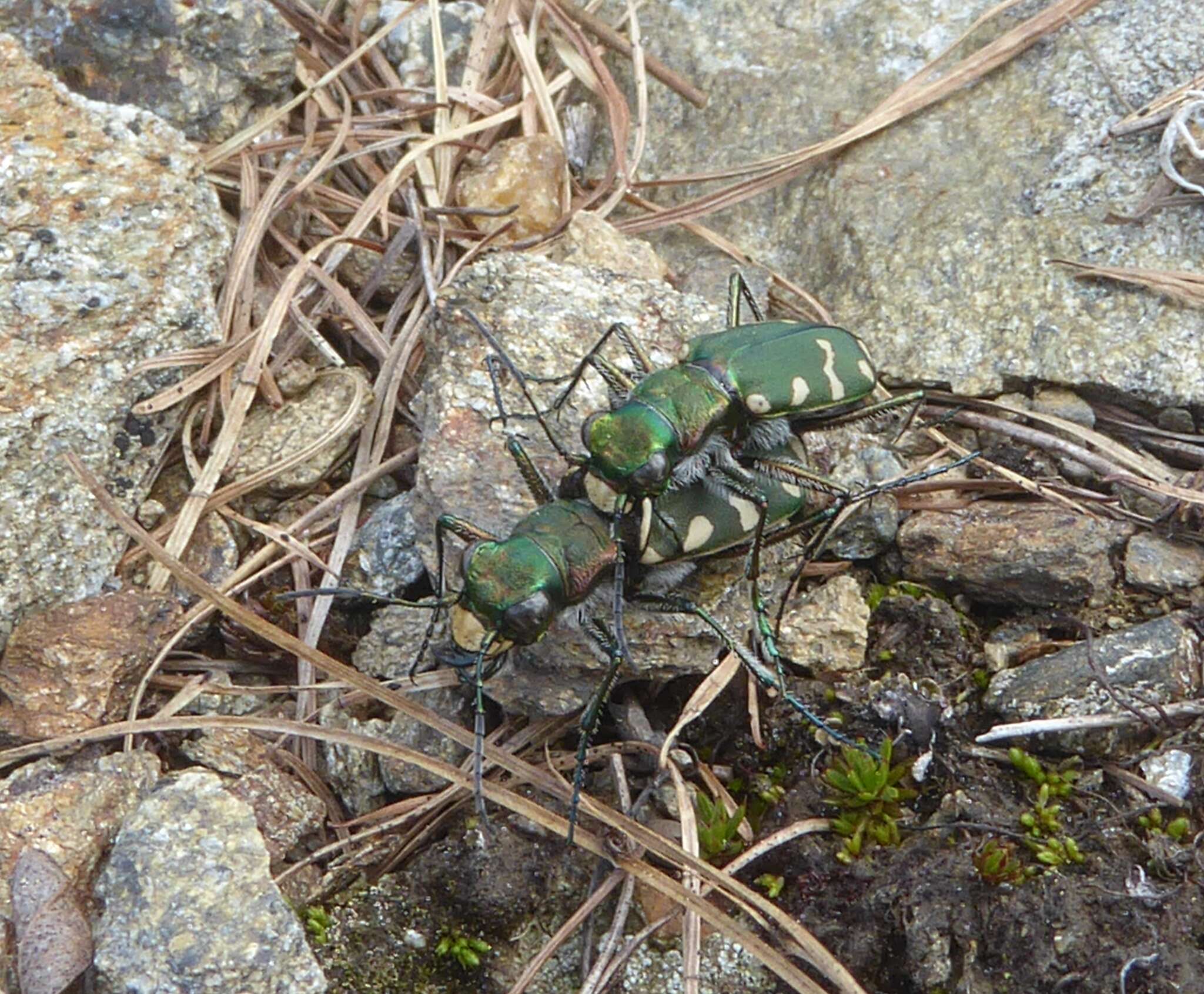 Image of Cicindela (Cicindela) gallica Brullé 1834