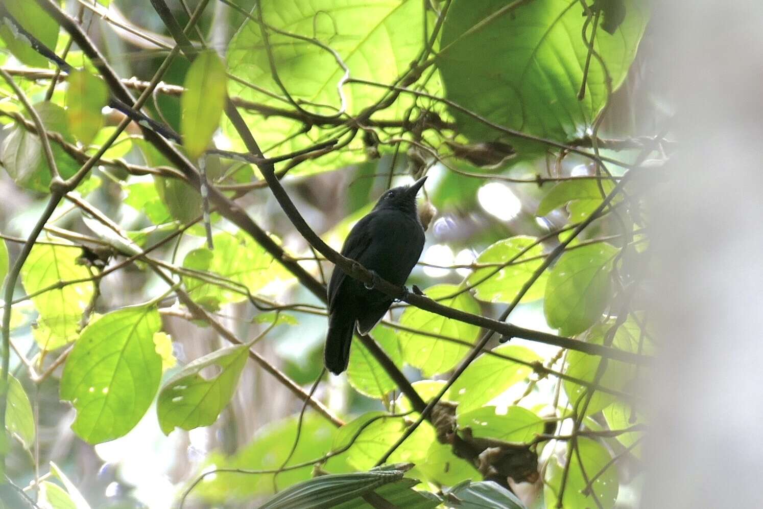 Image of Bluish-slate Antshrike