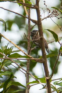 Image of Ecuadorian Piculet