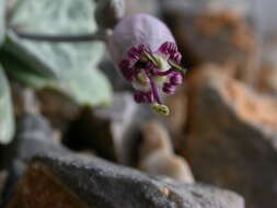 Imagem de Silene variegata (Desf.) Boiss. & Heldr.