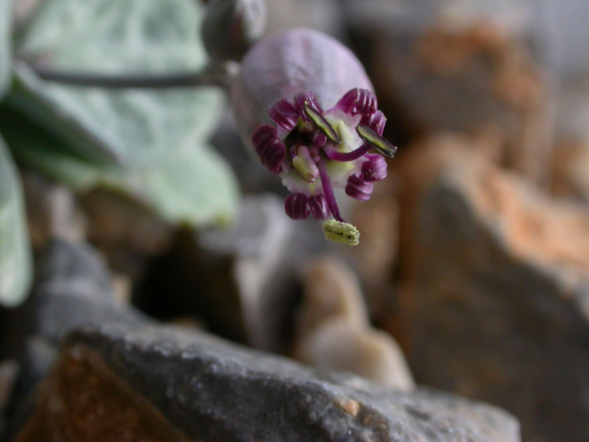 Imagem de Silene variegata (Desf.) Boiss. & Heldr.