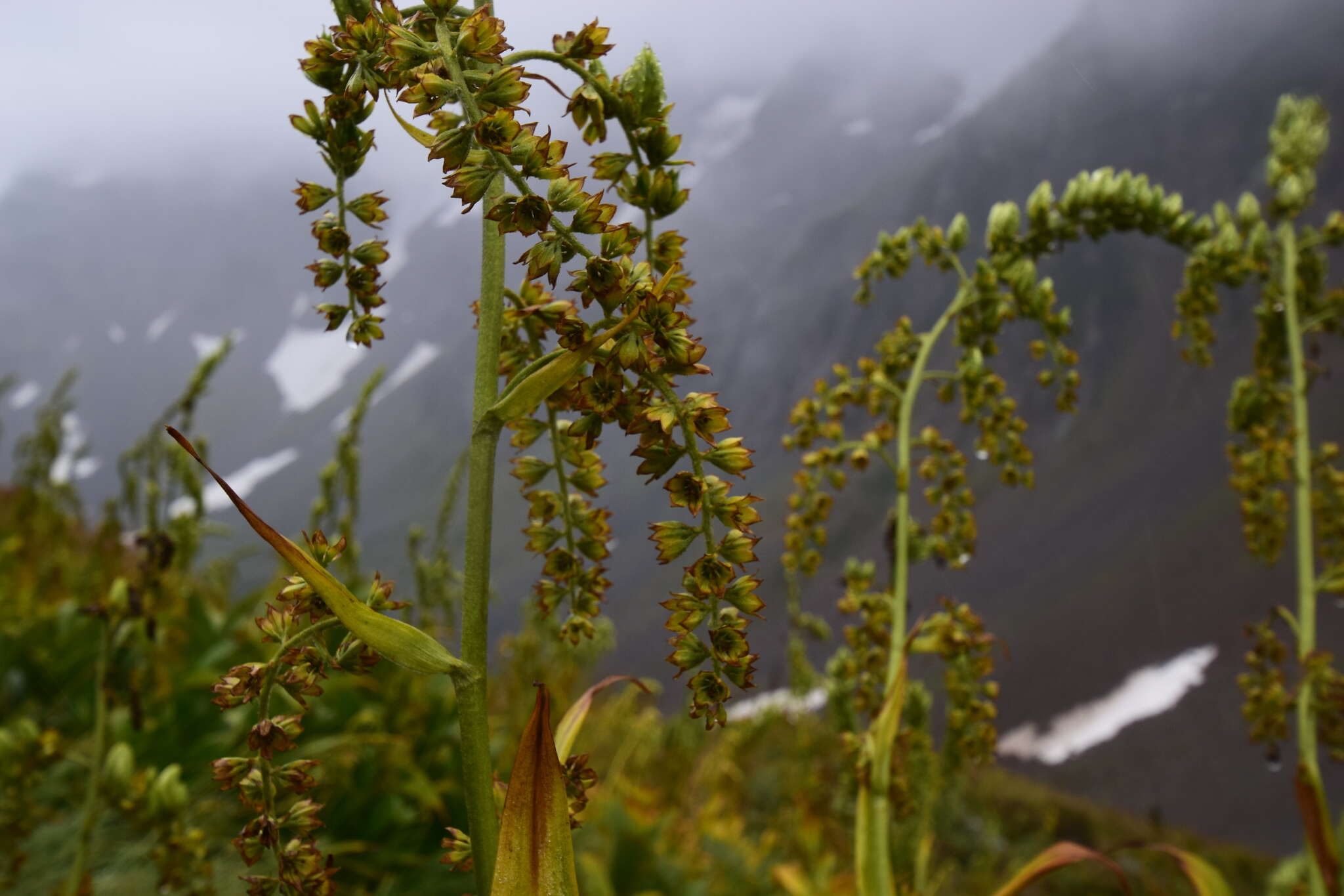 Image of Veratrum viride var. eschscholtzianum (Schult. & Schult. fil.) Breitung