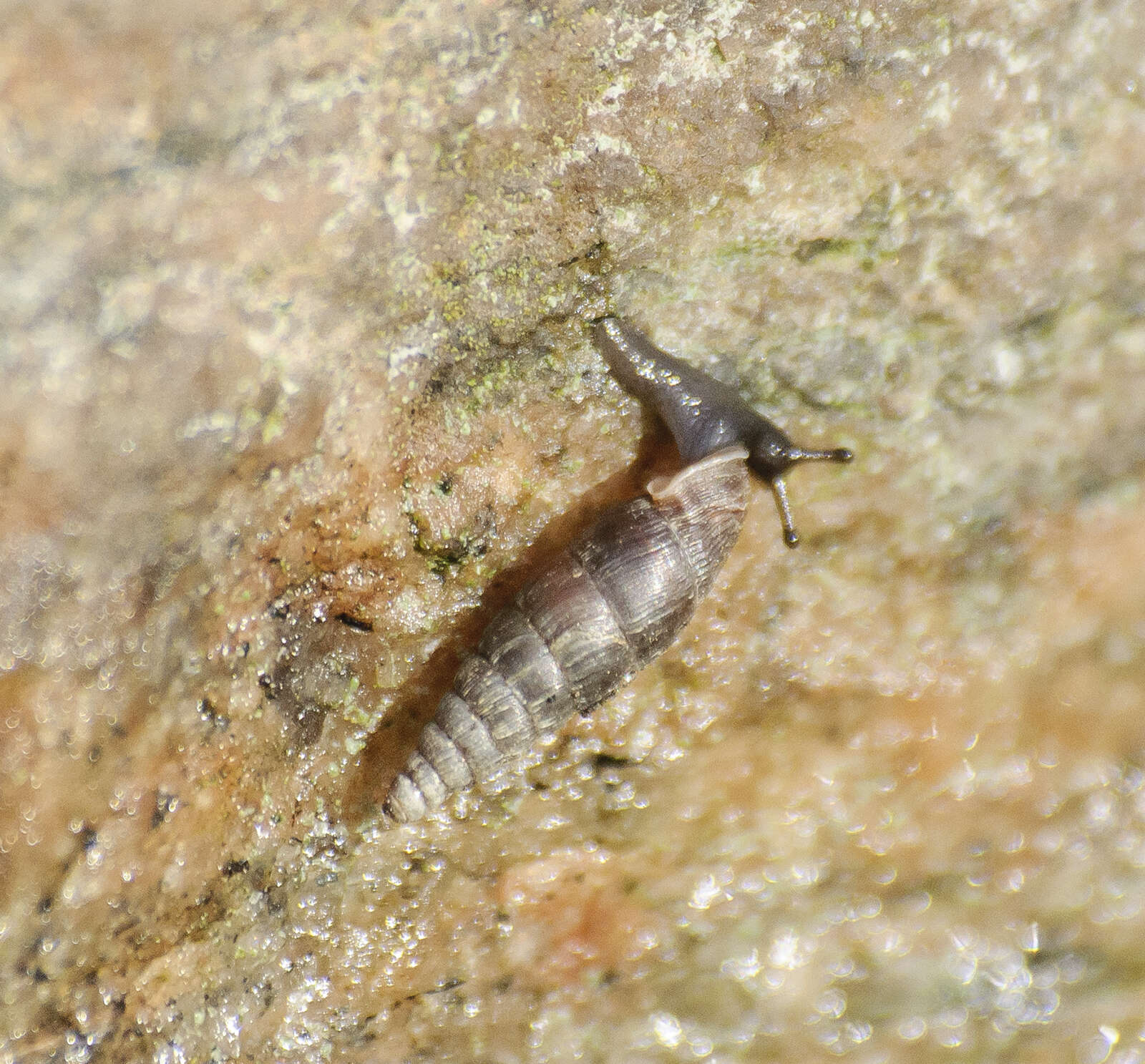 Image of two-toothed door snail