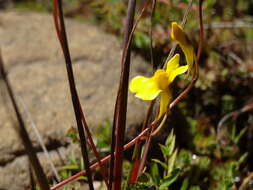 Image of Utricularia prehensilis E. Mey.