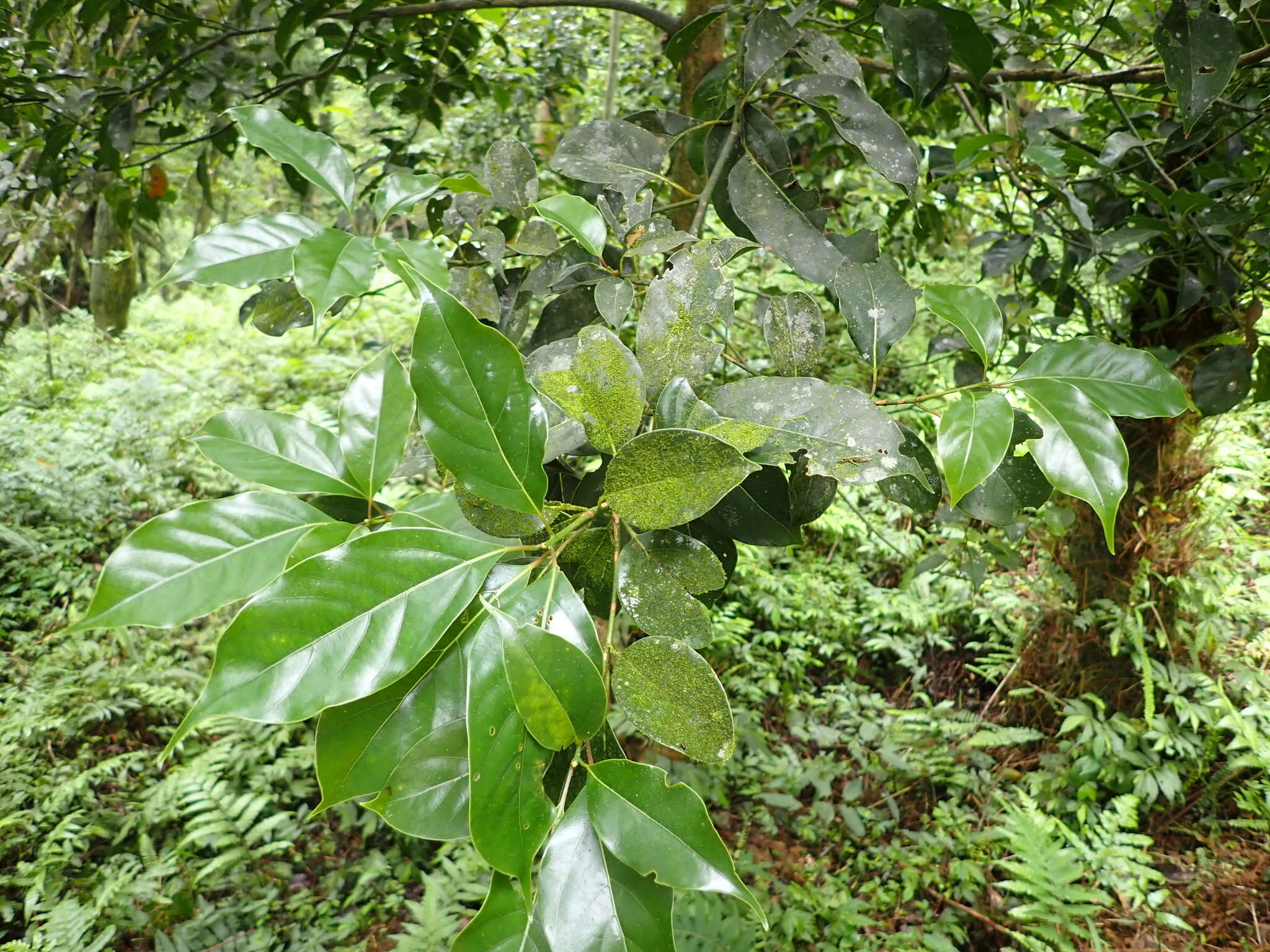 Imagem de Cinnamomum micranthum (Hayata) Hayata