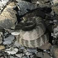 Image of Tiger Rattlesnake