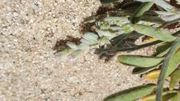 Image of gravel milkvetch