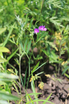 Слика од Lathyrus quinquenervius (Miq.) Litv.