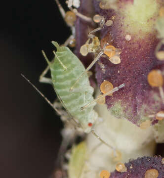 Image of Aphid