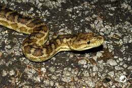 صورة Morelia spilota imbricata (L. A. Smith 1981)