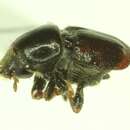 صورة Scolytus unispinosus Le Conte 1876