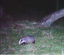 Image of badger