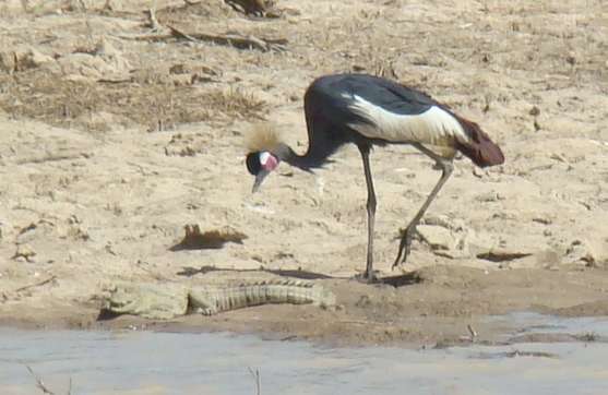 Imagem de Balearica pavonina (Linnaeus 1758)