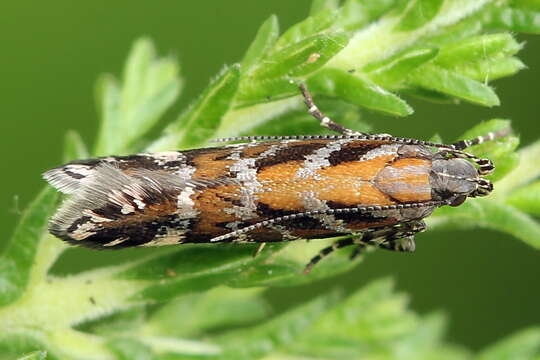 Plancia ëd Aristotelia ericinella Zeller 1839