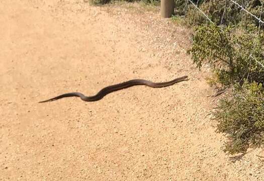 Image of Lowland copperhead