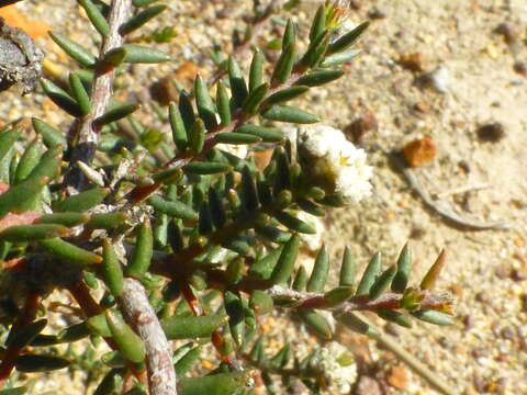 Image of Phylica stenopetala Schltr.