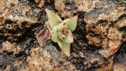 Image of Echeveria agavoides Lem.